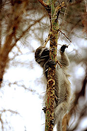 Picture 'KT1_12_36 Monkey, Vervet Monkey, Kenya, Amboseli'